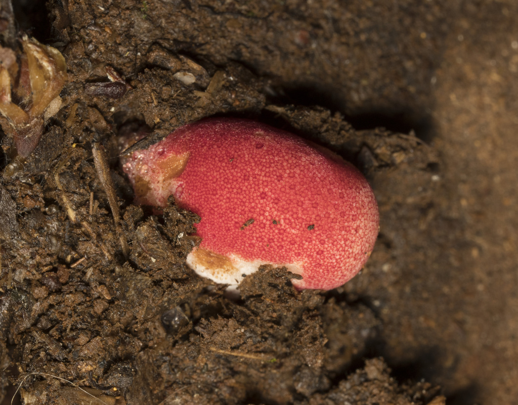 Fistulina antarctica · March 2024 · photo: © sur_endemico (iNaturalist, cc-by-nc)