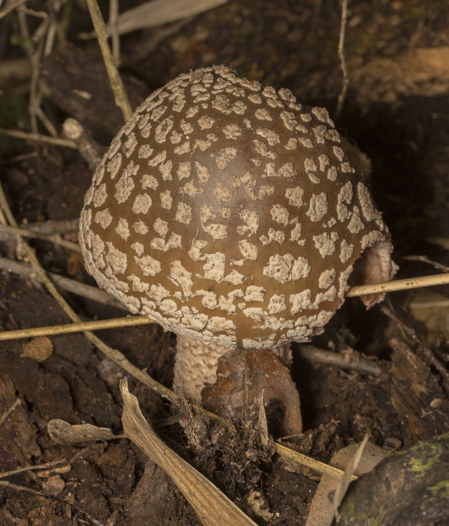 Amanita rubescens · March 2024 · photo: © sur_endemico (iNaturalist, cc-by-nc)