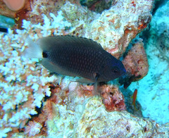 Pomacentrus trichrourus