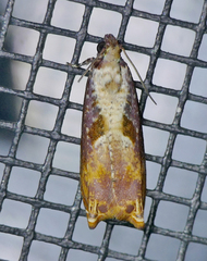 Episimus tyrius