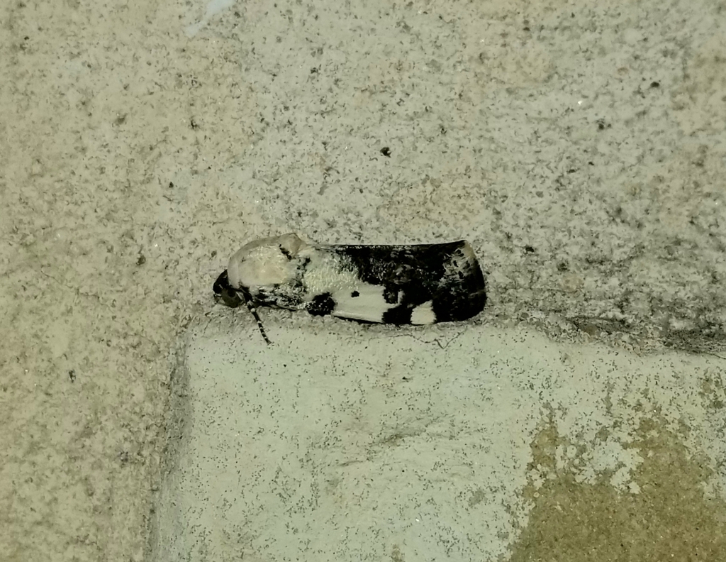 Exposed Bird Dropping Moth from Burleson County, US-TX, US on March 31 ...