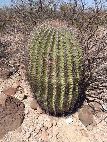 Ferocactus emoryi