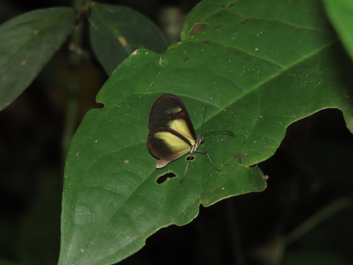 Pteronymia euritea