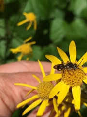 Nomada denticulata