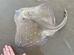 Painted Ray photo 3