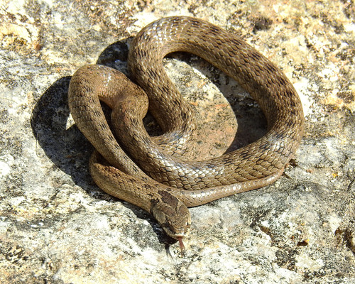 Photo of a Western False Smooth Snake (Macroprotodon brevis)