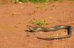 Iberian Three-Toed Skink photo 1