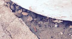 Trigonopus