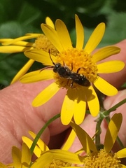 Nomada denticulata