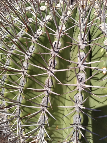Ferocactus emoryi