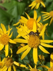 Nomada denticulata