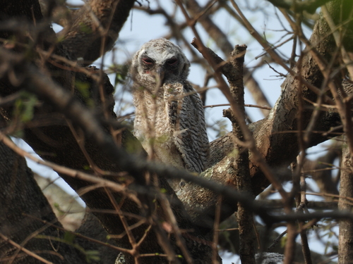 Mottled Wood Owl (Strix ocellata), photo 10