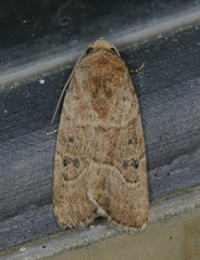 Elaphria fuscimacula