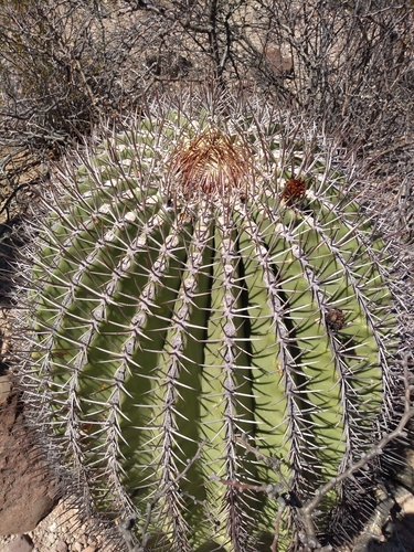 Ferocactus emoryi