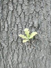 Quercus