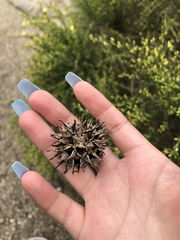 Liquidambar styraciflua