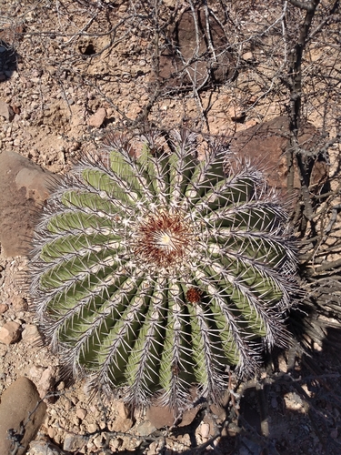 Ferocactus emoryi
