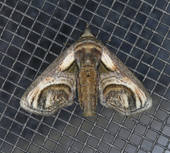 Paectes oculatrix