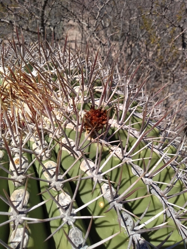 Ferocactus emoryi