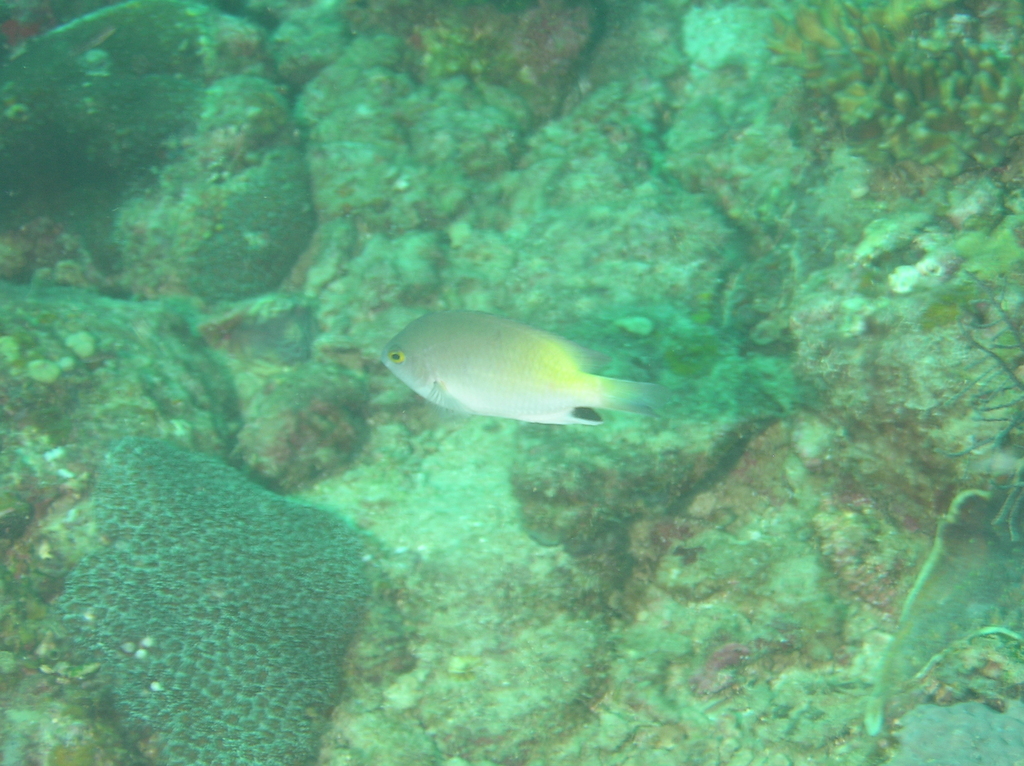 Black-spot Damsel