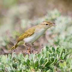 Ijima's Leaf Warbler photo 3