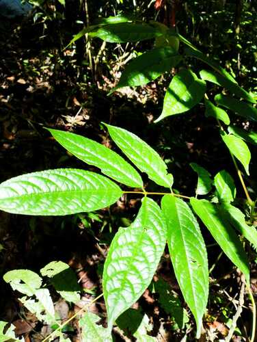 Huertea granadina