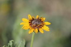 Helianthus laciniatus