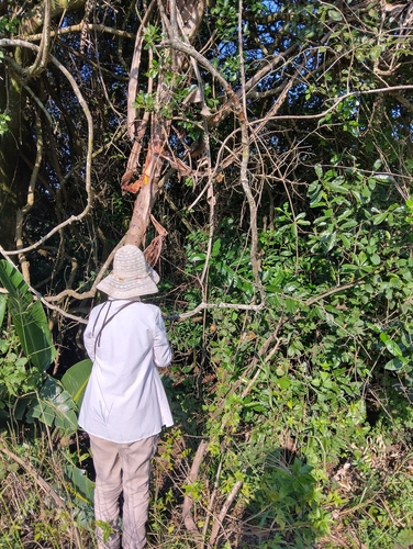 Image of Diospyros villosa by (c) Janet Gates, some rights reserved (CC BY-SA)