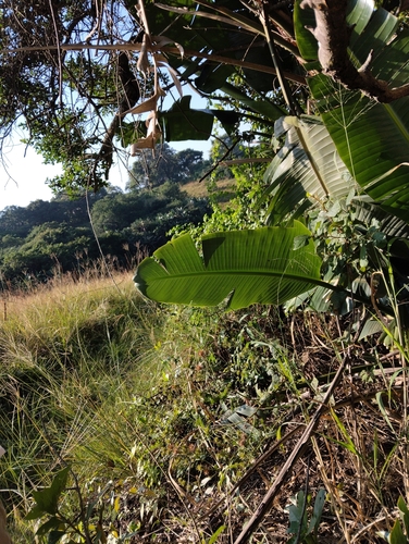 Image of Diospyros villosa by (c) Janet Gates, some rights reserved (CC BY-SA)