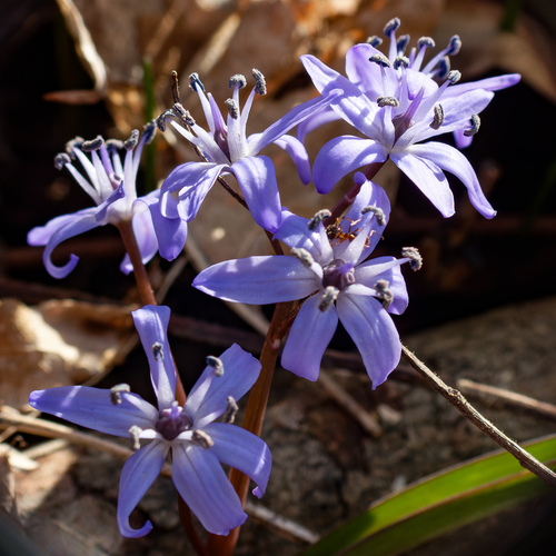 Scilla bifolia