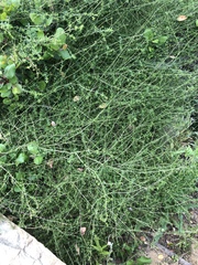 Galium nuttallii nuttallii