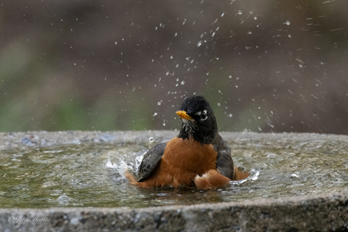 American Robin