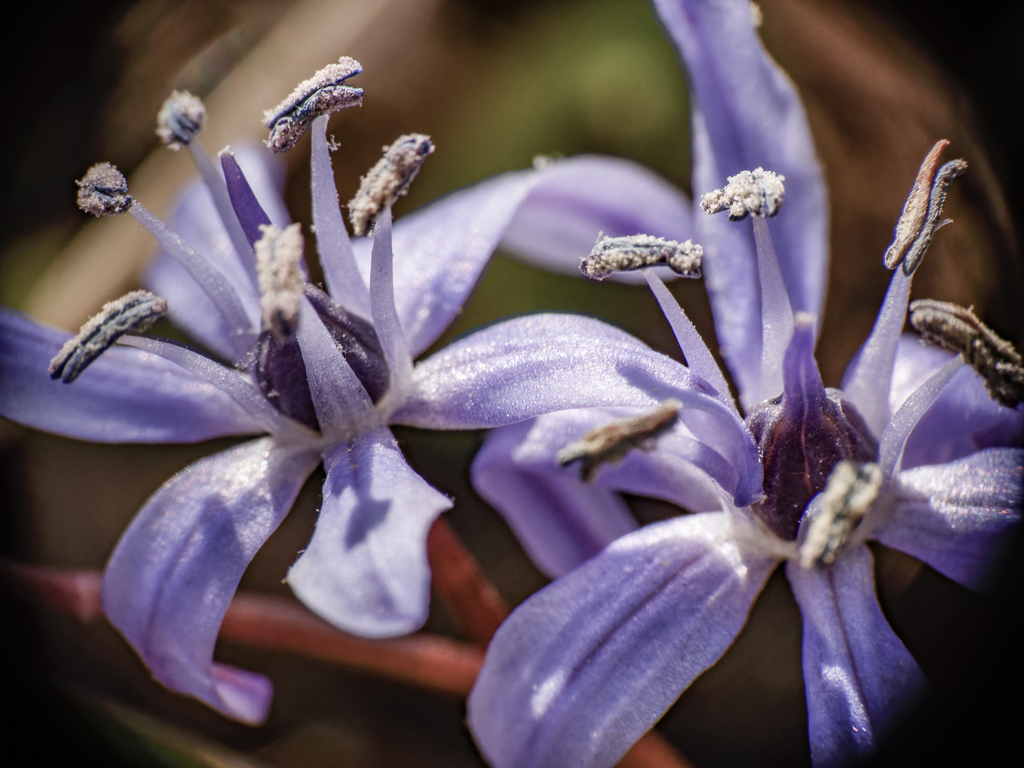 Scilla bifolia, Beamer Conservation Area, Grimsby, ON, Canada 