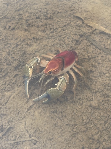 Osage Burrowing Crayfish
