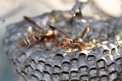 Polistes marginalis