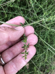 Galium nuttallii nuttallii