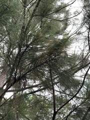 Pinus maximinoi
