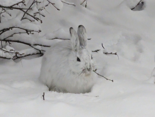 Snowshoe Hare photographed in Alaska