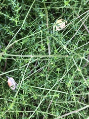 Galium nuttallii nuttallii