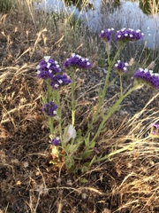 Limonium perezii