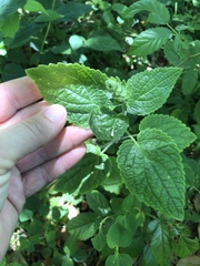 Scutellaria ocmulgee