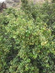 Prunus ilicifolia ilicifolia