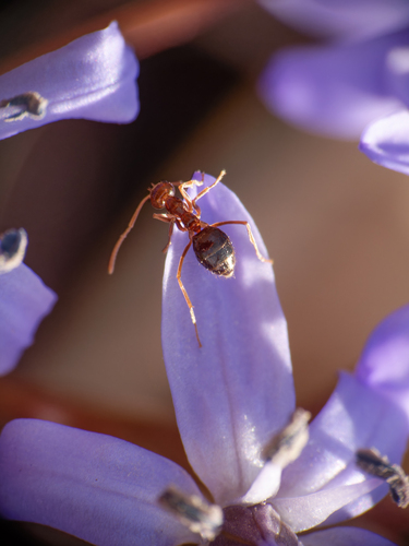 Scilla bifolia
