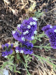Limonium perezii