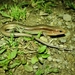Shanghai Elegant Skink - Photo (c) Spark, some rights reserved (CC BY-NC), uploaded by Spark
