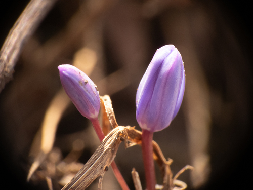 Scilla bifolia