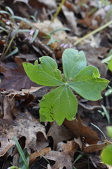 Podophyllum peltatum