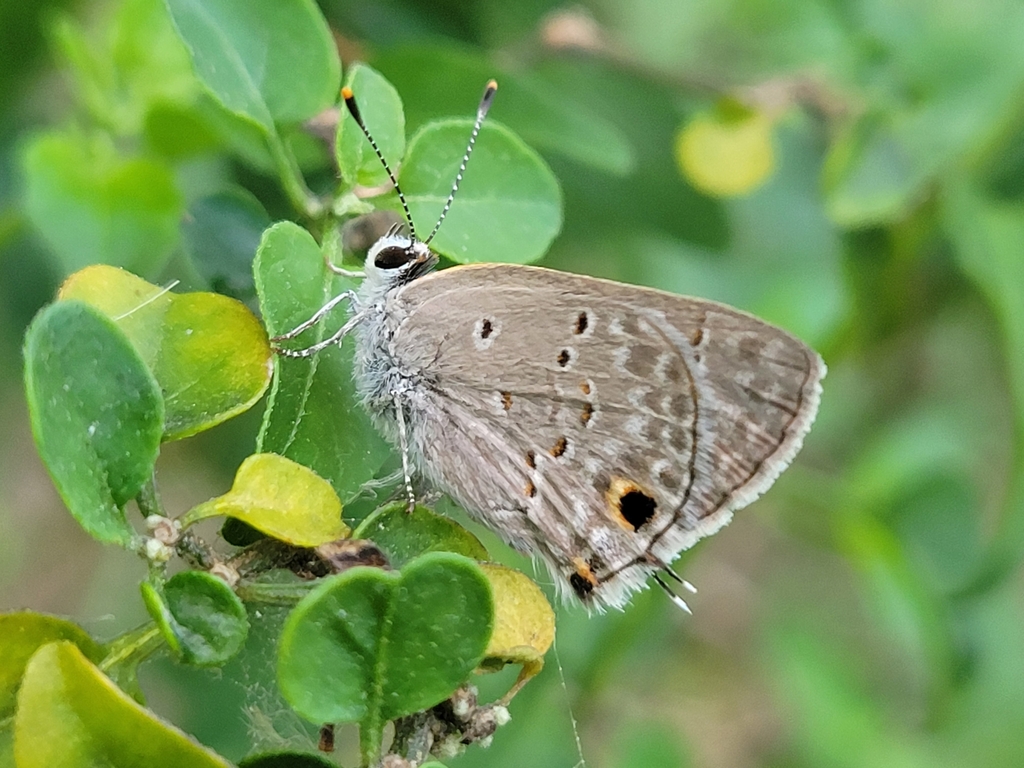 Mallow ScrubHairstreak from Harlingen, TX, USA on April 2, 2024 at 08