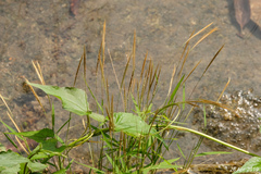 Pogonatherum crinitum