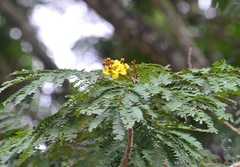 Peltophorum pterocarpum